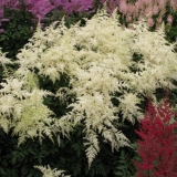 Astilba bijela: fotografija, karakteristike uzgoja